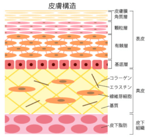 ケミカルピーリング　皮膚構造