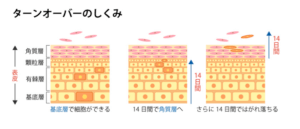 ケミカルピーリング　皮膚ターンオーバー